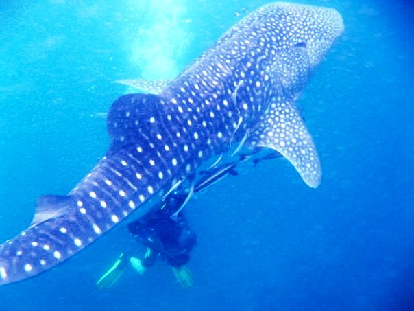 Koh Lipe marine life whale shark