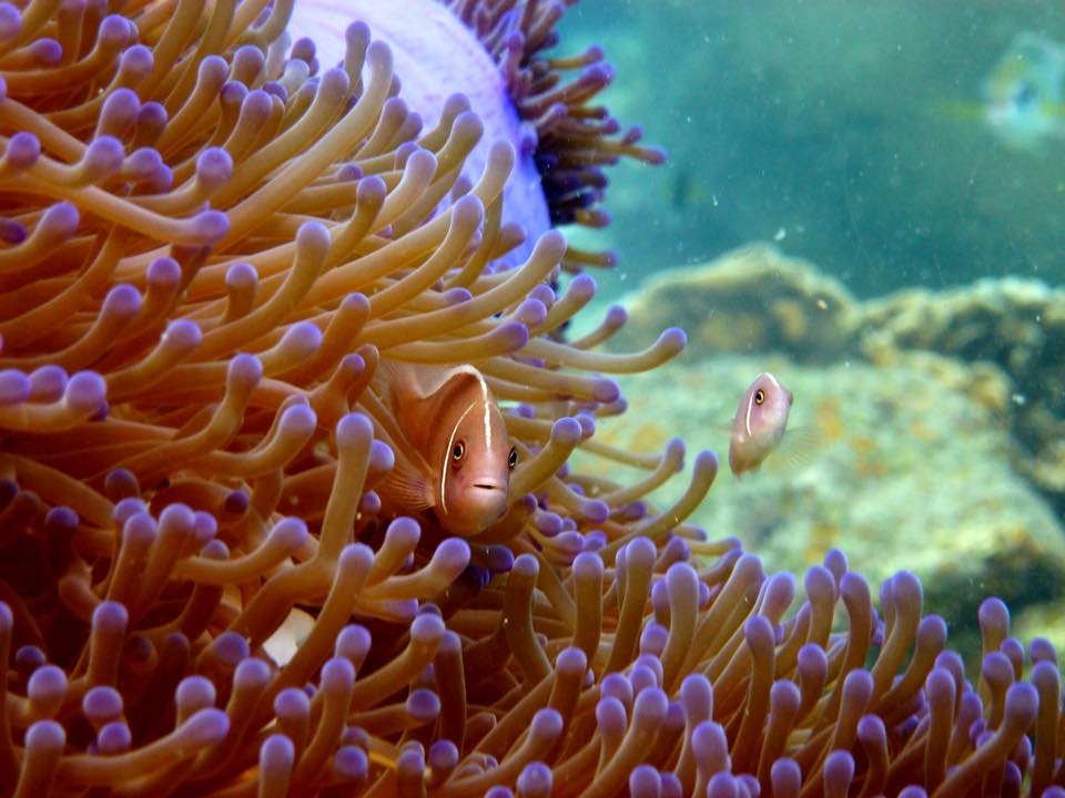 DJL diving divemaster Harriet photo for world photo day anemone fish