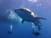 diving-with-a-whale-shark-koh-tao
