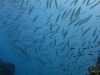 fish-shoal-thailand