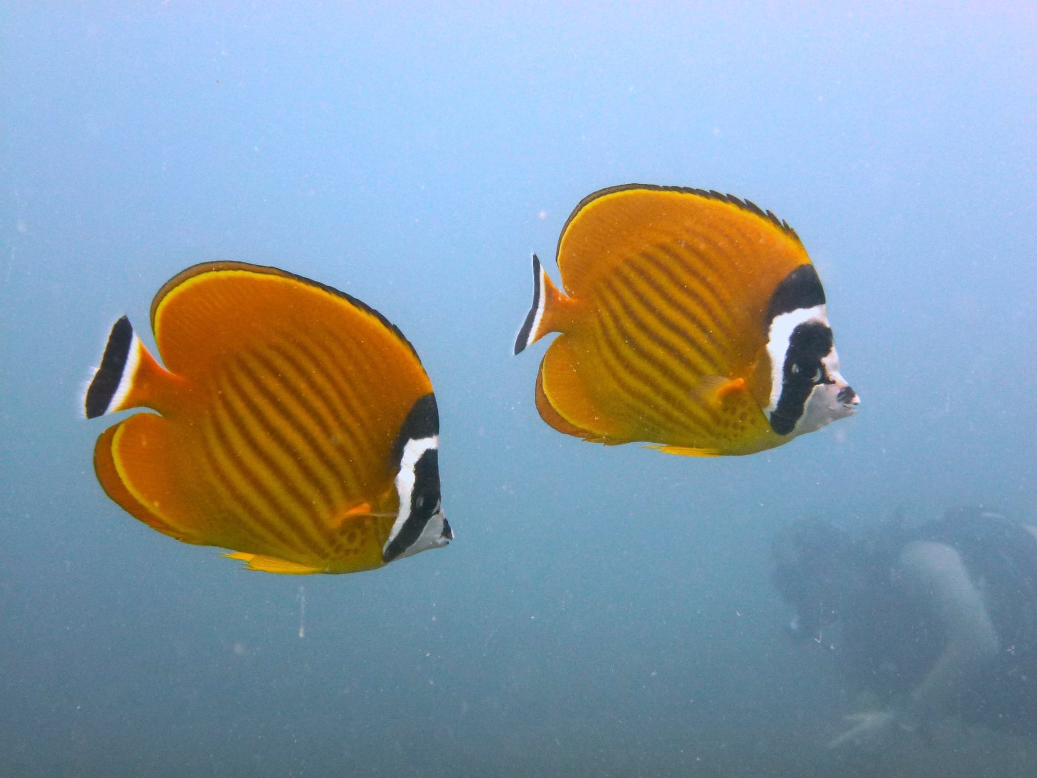 koh tao fish