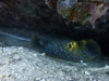 marine-life-blue-spotted-ray