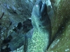 moray-eel-thailand