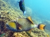 titan-trigger-fish
