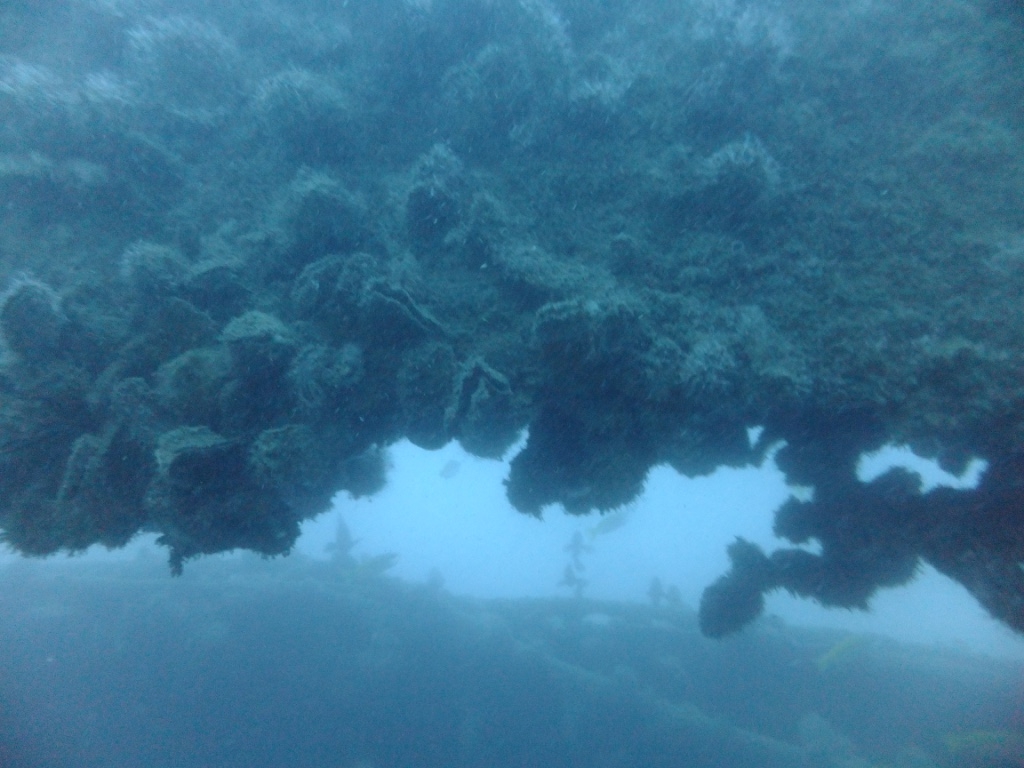 Wreck diving DJL ko tao